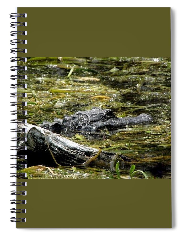 Alligator Spiral Notebook featuring the photograph Gator by Kim Galluzzo