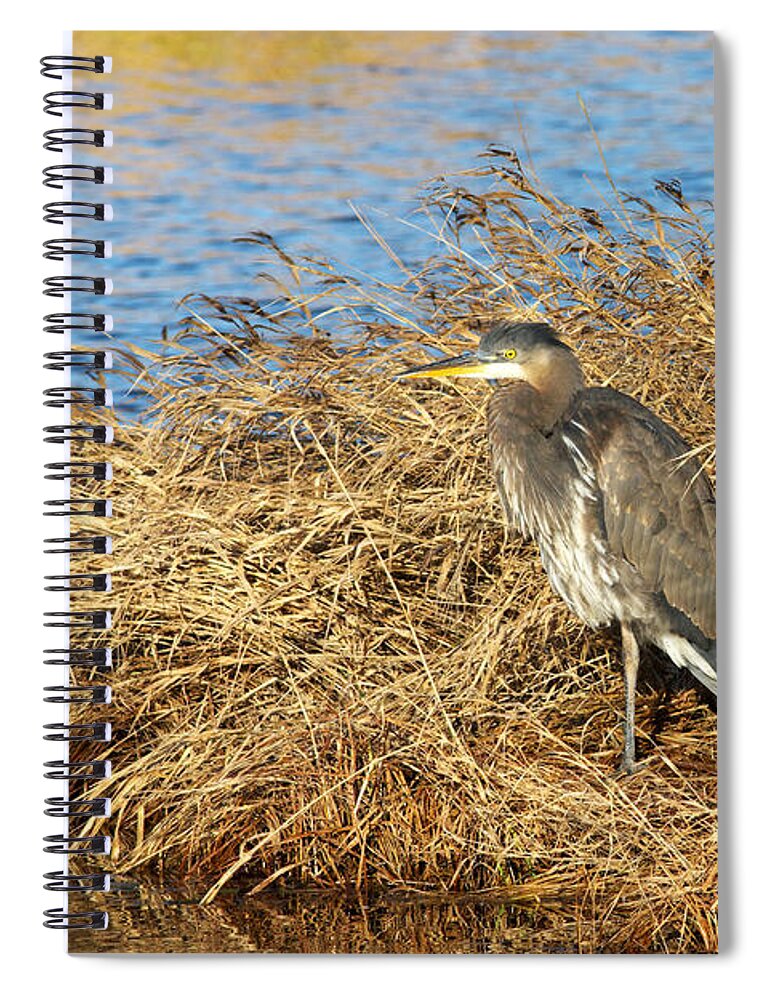 Great Blue Heron Spiral Notebook featuring the photograph GBH in Sun by Sharon Talson