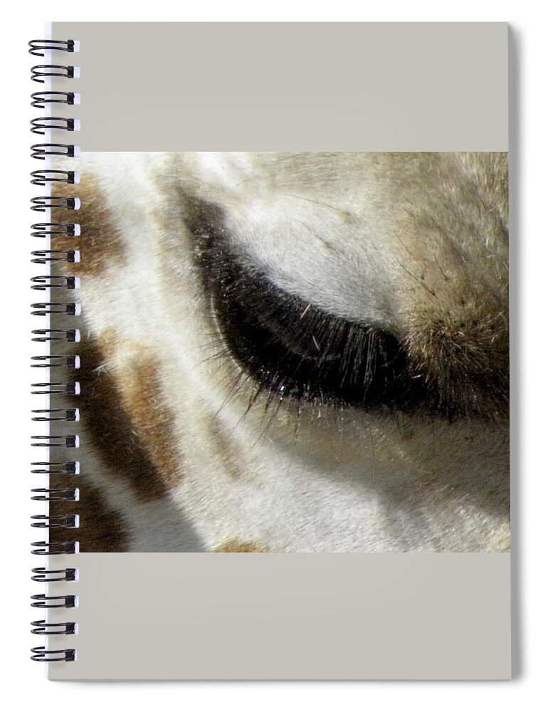 Giraffe Spiral Notebook featuring the photograph Gentle Eye by Kim Galluzzo