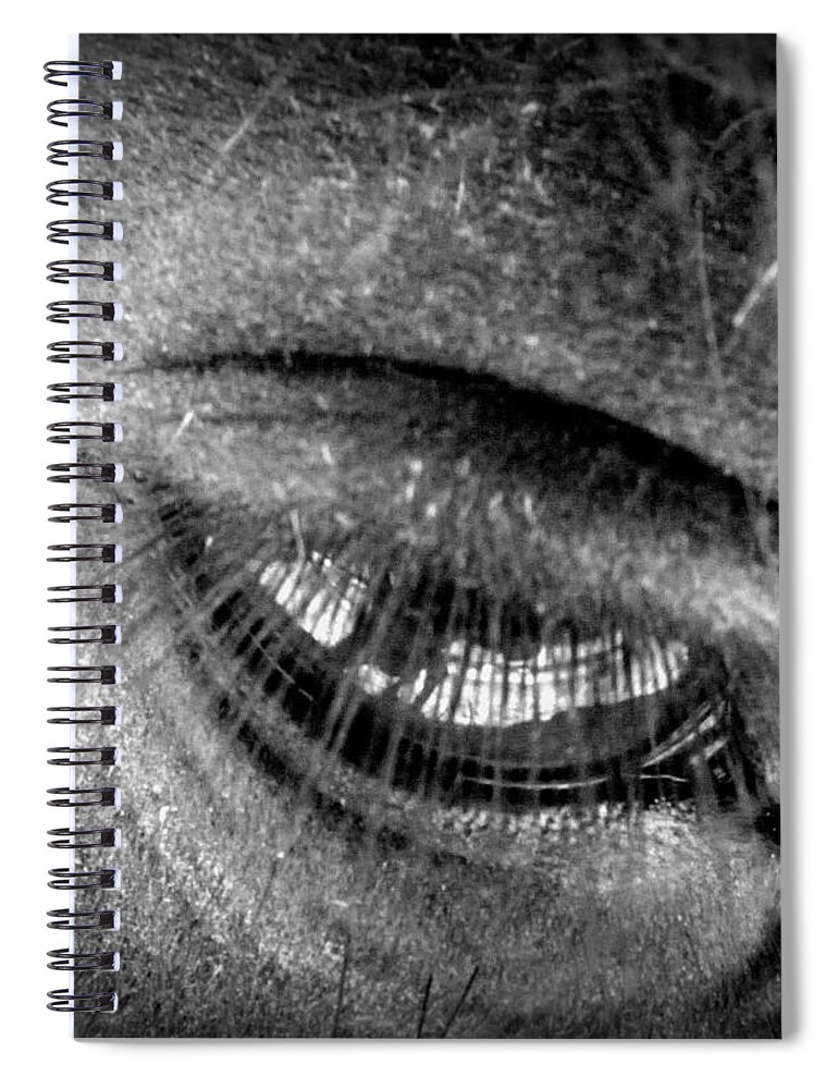Friesian Spiral Notebook featuring the photograph Gentle by Kim Galluzzo