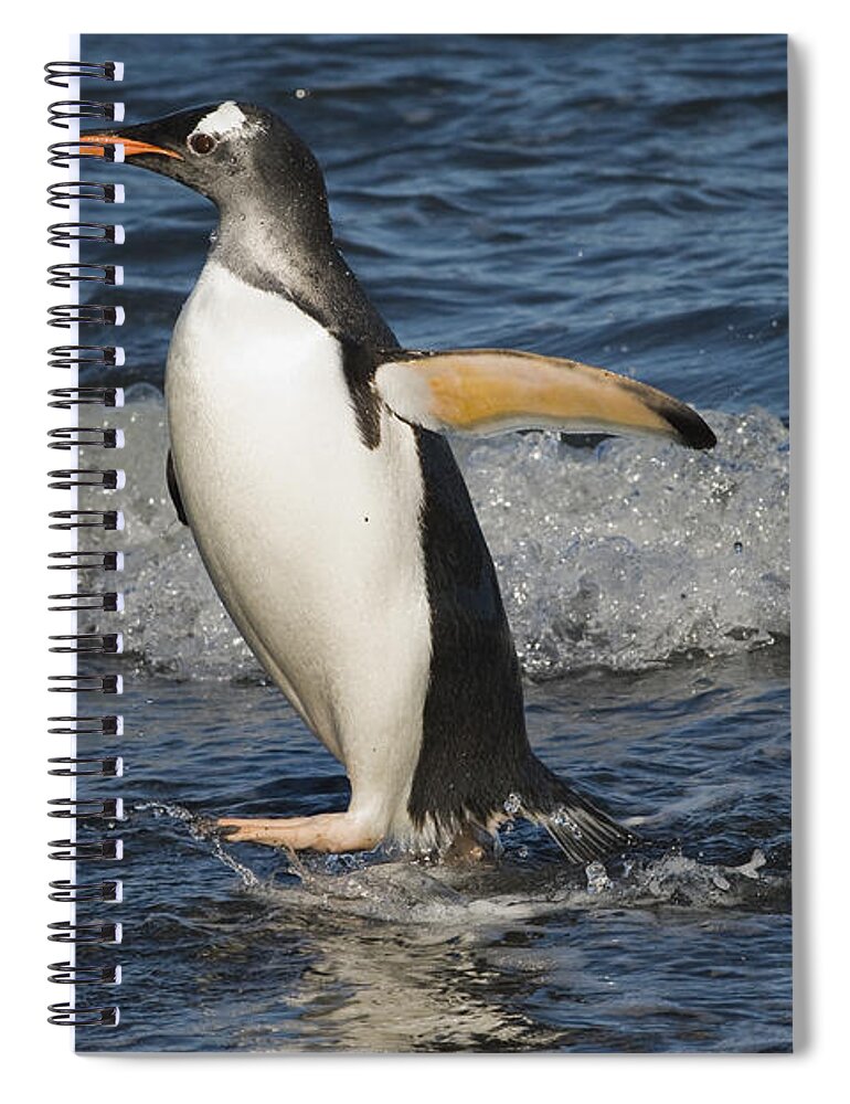 00429479 Spiral Notebook featuring the photograph Gentoo Penguin Coming Ashore South by Flip Nicklin