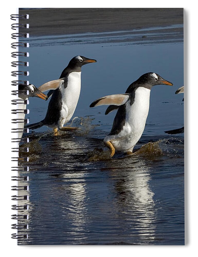 Mp Spiral Notebook featuring the photograph Gentoo Penguins Wading by Hiroya Minakuchi