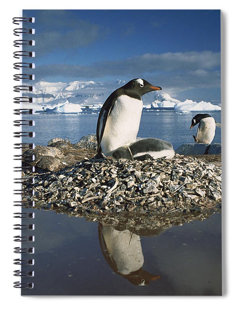 Mp Spiral Notebook featuring the photograph Gentoo Penguin Pygoscelis Papua Parent by Gerry Ellis