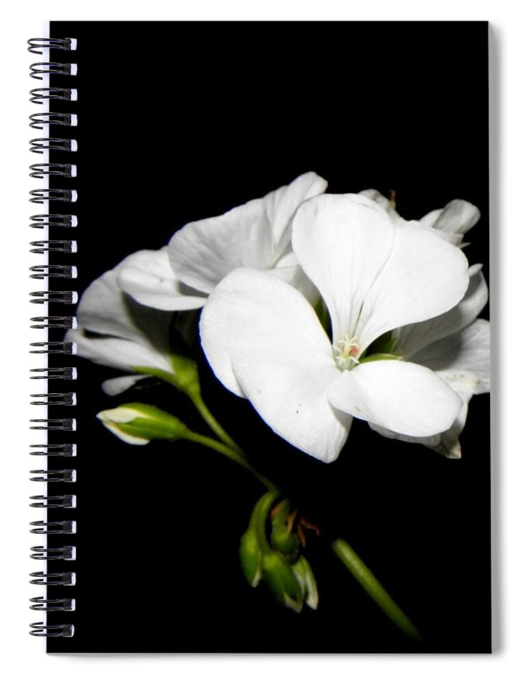 Geranium Spiral Notebook featuring the photograph Geranium White by Kim Galluzzo Wozniak