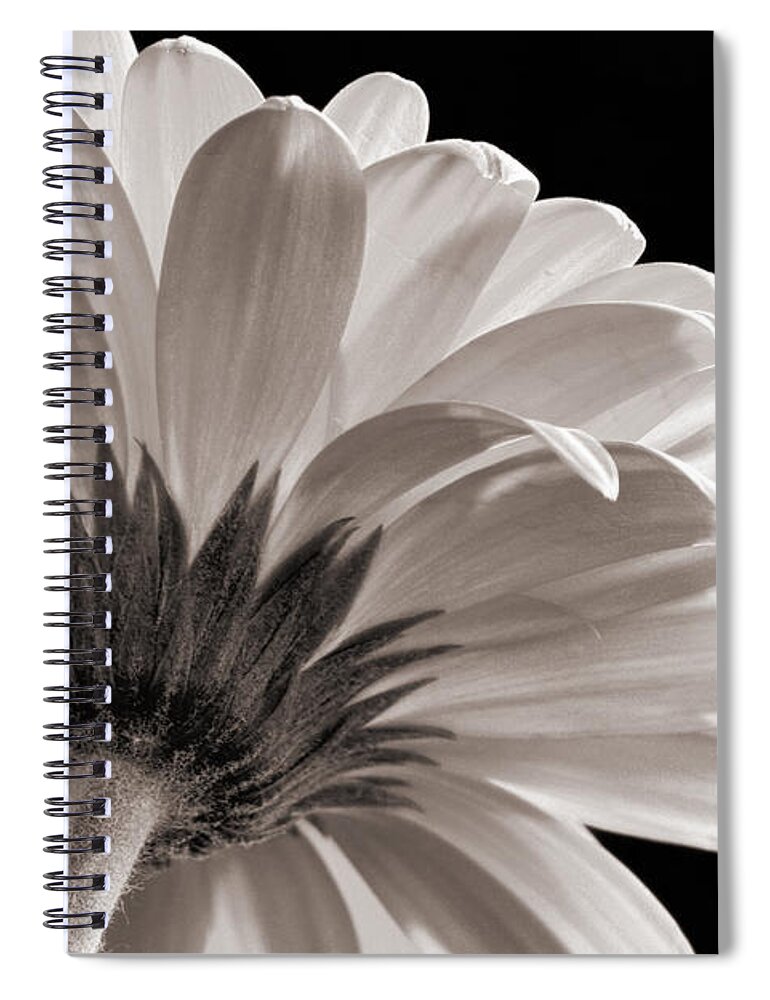 Flower Spiral Notebook featuring the photograph Gerbera Daisy in Black and White by Judi Quelland