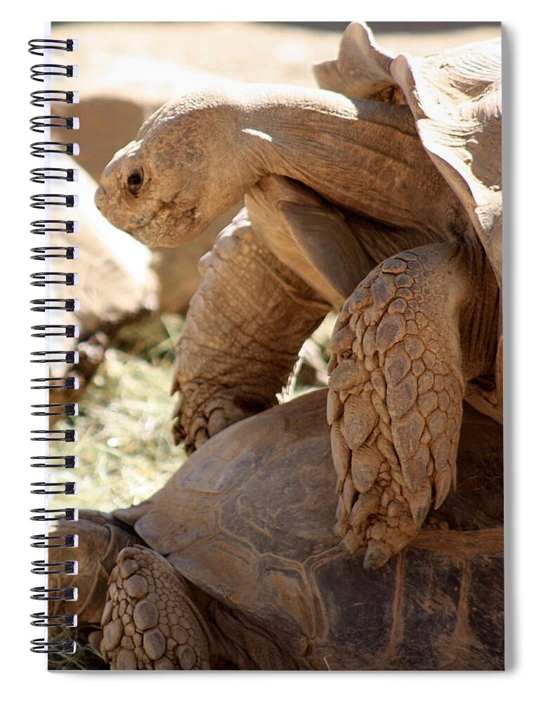 Tortoise Spiral Notebook featuring the photograph Get a room by Kim Galluzzo Wozniak
