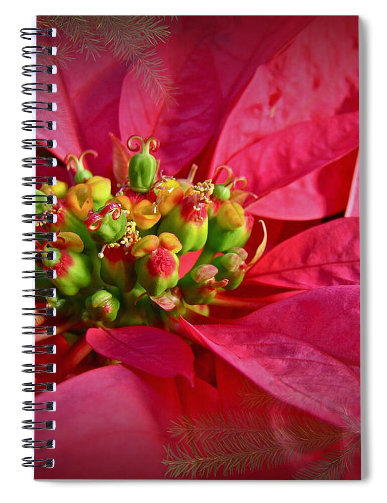 Poinsettia Spiral Notebook featuring the photograph Get to the Heart of It by Carol Senske
