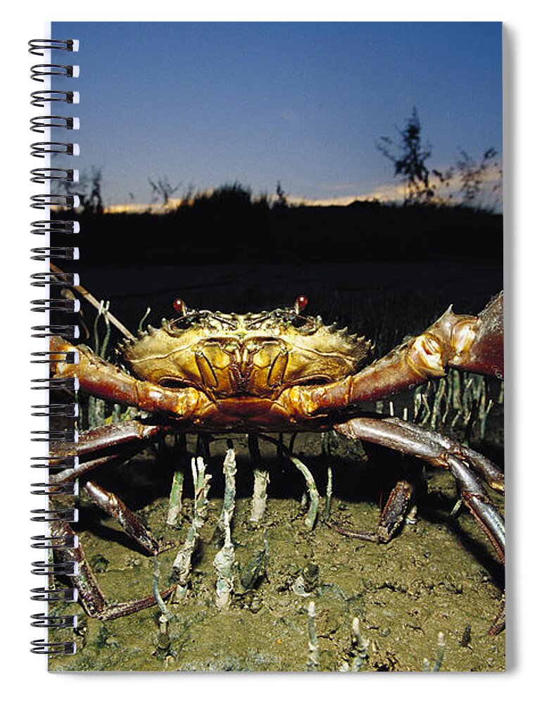 Mp Spiral Notebook featuring the photograph Giant Mud Crab Scylla Serrata by Cyril Ruoso