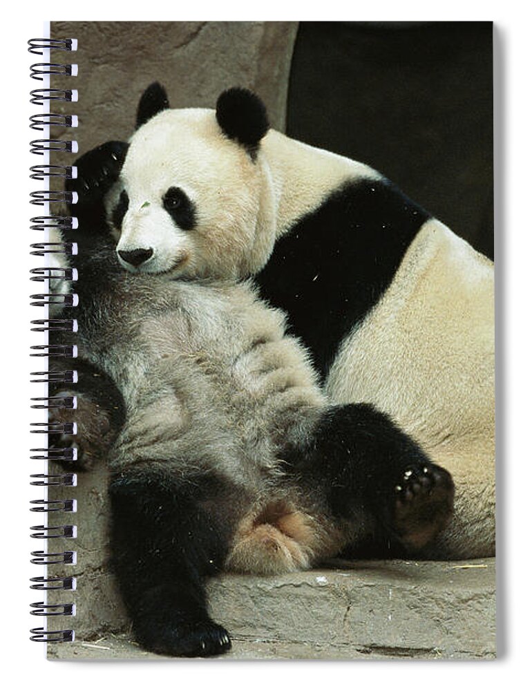 00117820 Spiral Notebook featuring the photograph Giant Panda and Her Cub by Zssd