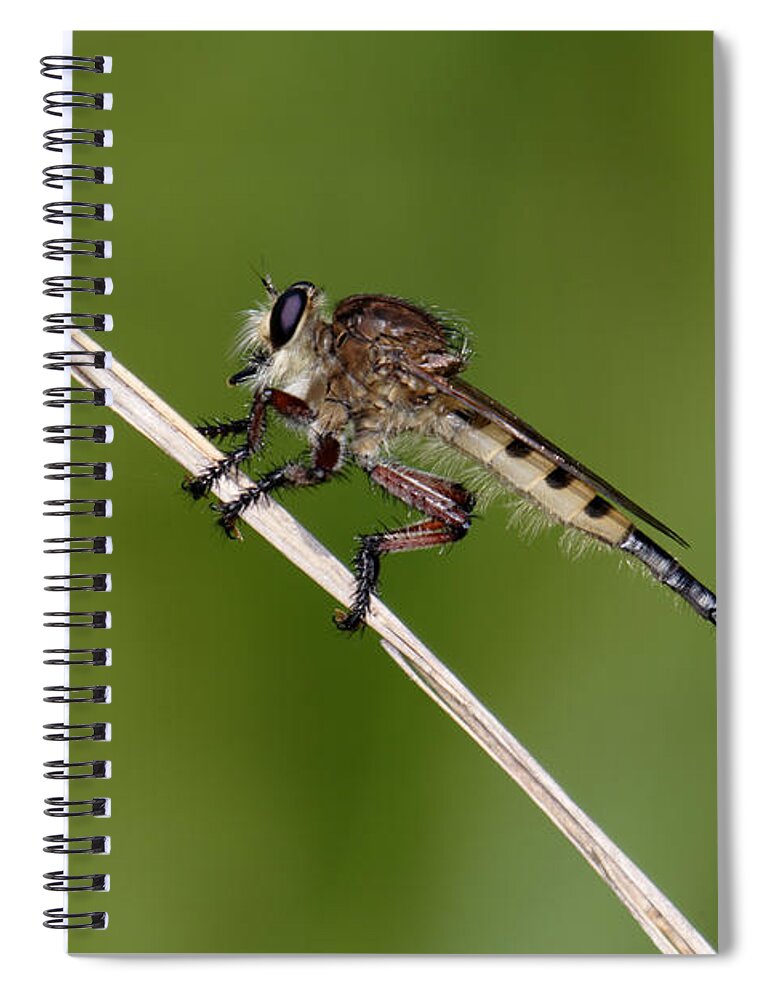 Nature Spiral Notebook featuring the photograph Giant Robber Fly - Promachus hinei by Daniel Reed