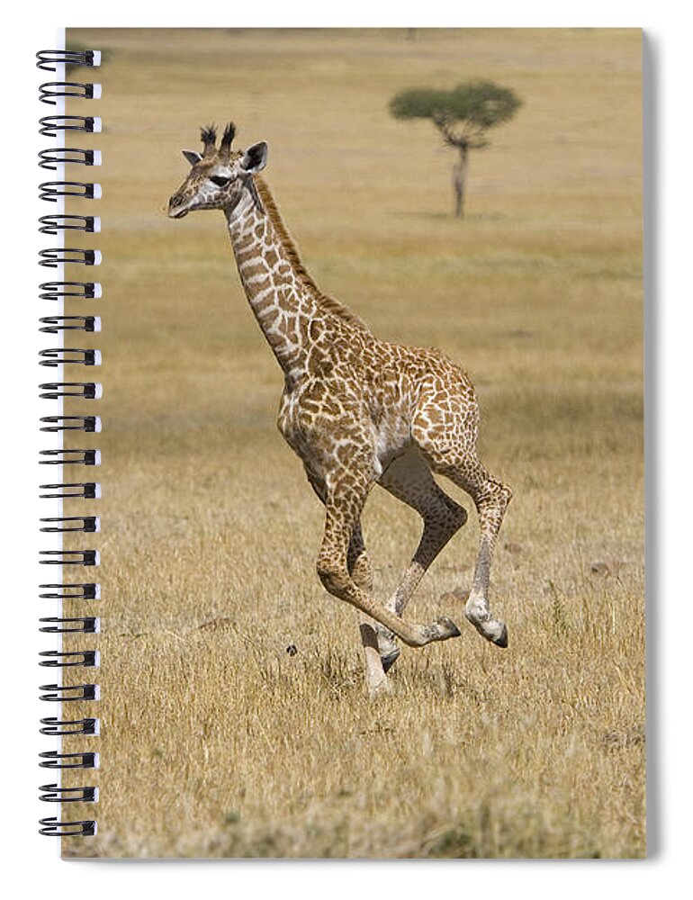 00784051 Spiral Notebook featuring the photograph Giraffe 3 Week Old Calf Running Masai by Suzi Eszterhas