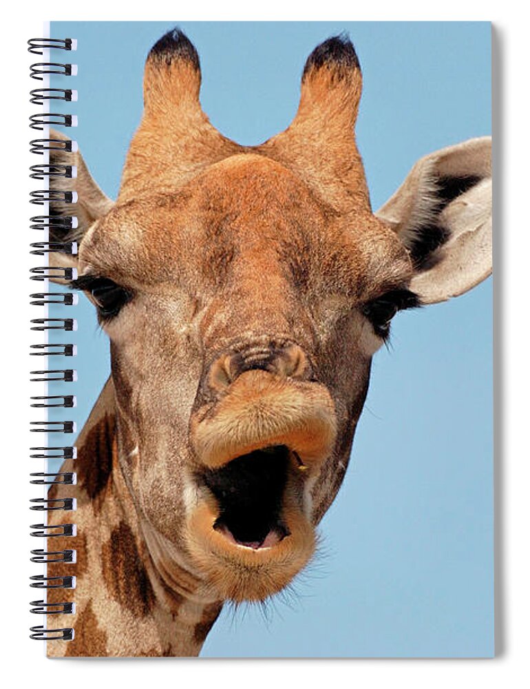 80030331 Spiral Notebook featuring the photograph Giraffe Calling by Malcolm Schuyl