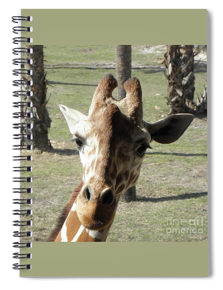 Giraffe Spiral Notebook featuring the photograph Giraffe stare by Kim Galluzzo