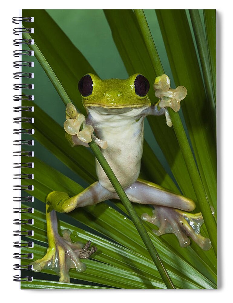 Mp Spiral Notebook featuring the photograph Gliding Leaf Frog Agalychnis Spurrelli by Pete Oxford