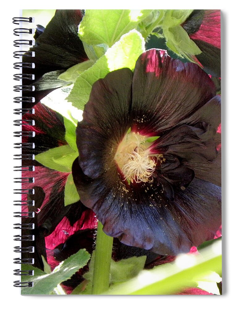 Black Hollyhock Spiral Notebook featuring the photograph Glistening by Kim Galluzzo