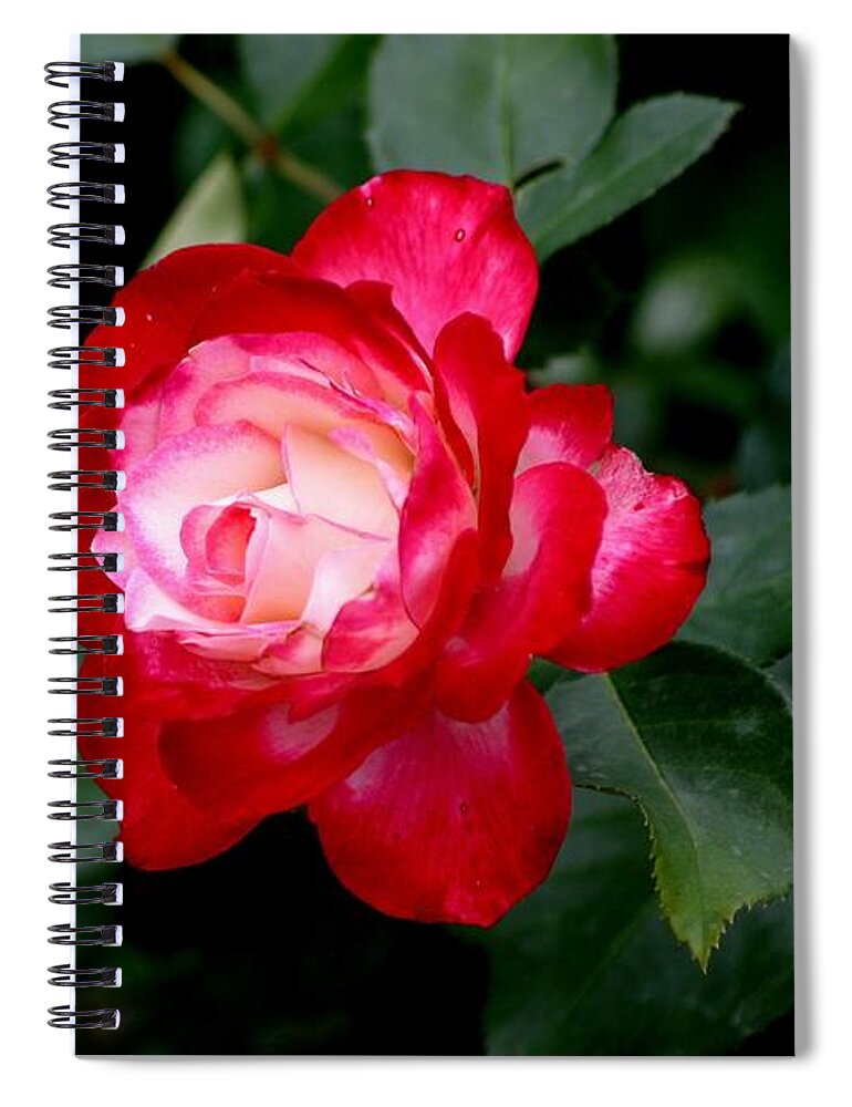 Rose Spiral Notebook featuring the photograph Glowing by Living Color Photography Lorraine Lynch