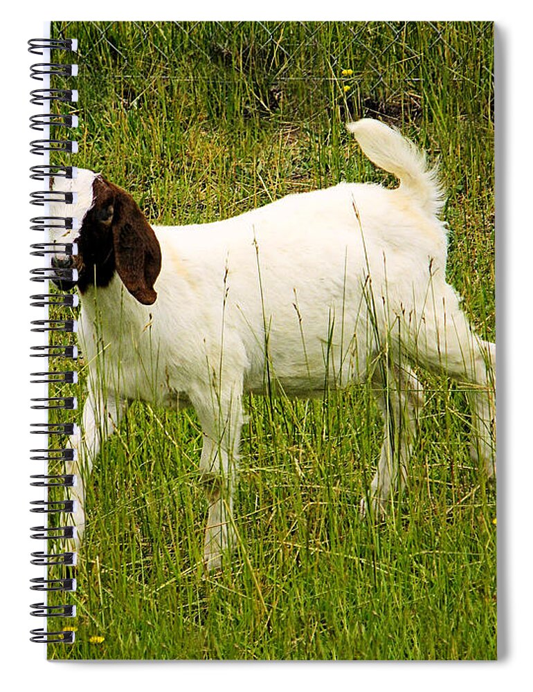 Goat Canvas Prints Spiral Notebook featuring the photograph Goat Fun by Wendy McKennon