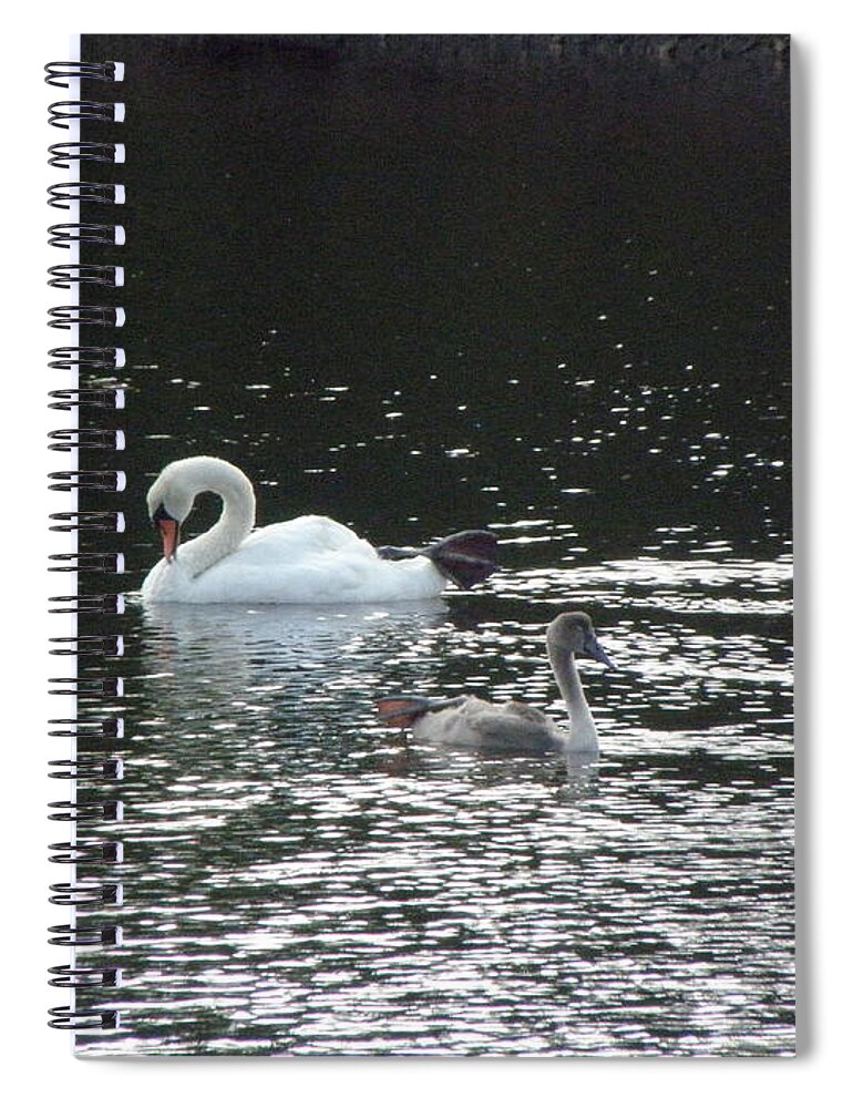 Swans Spiral Notebook featuring the photograph Graceful Swans by Kim Galluzzo
