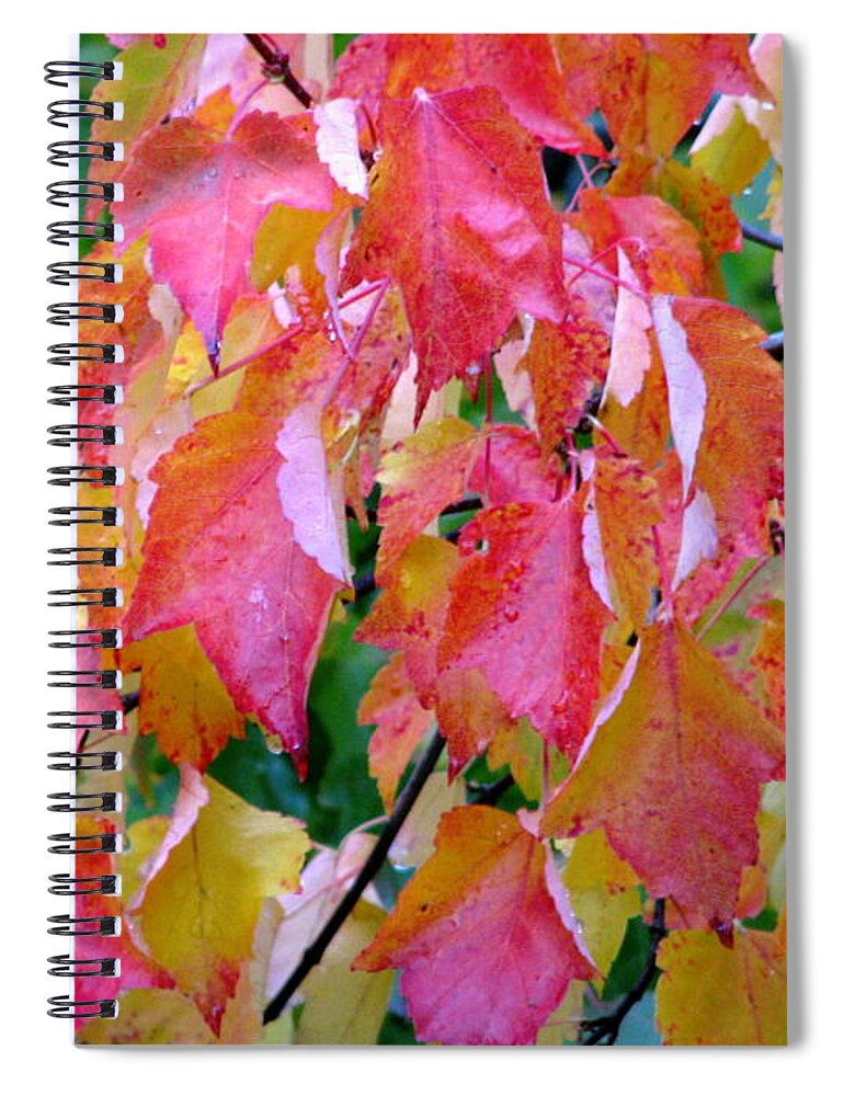 Leaves Spiral Notebook featuring the photograph Gracefully Into Fall by Rory Siegel