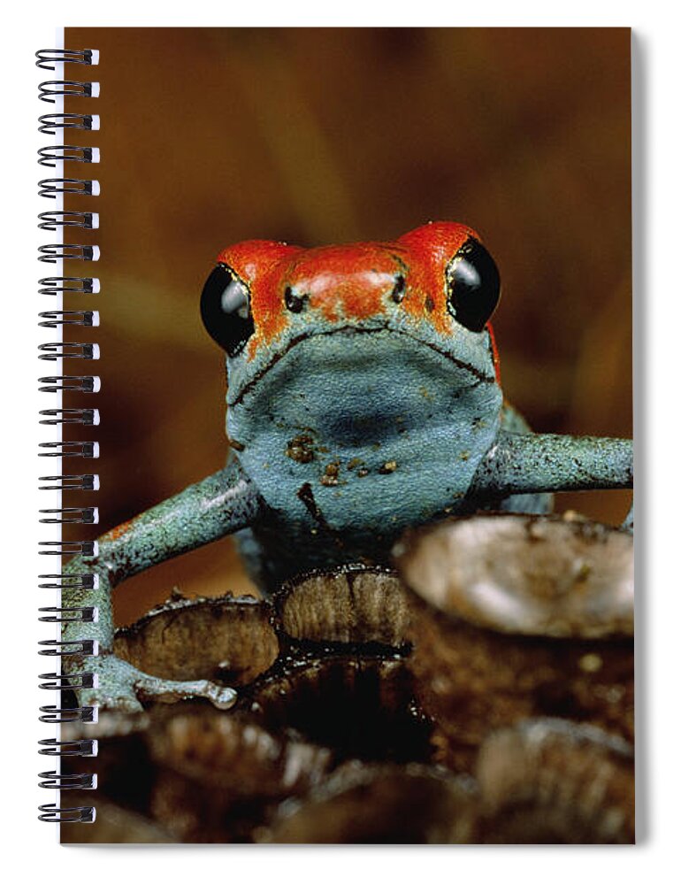 Mp Spiral Notebook featuring the photograph Granular Poison Dart Frog Dendrobates by Mark Moffett