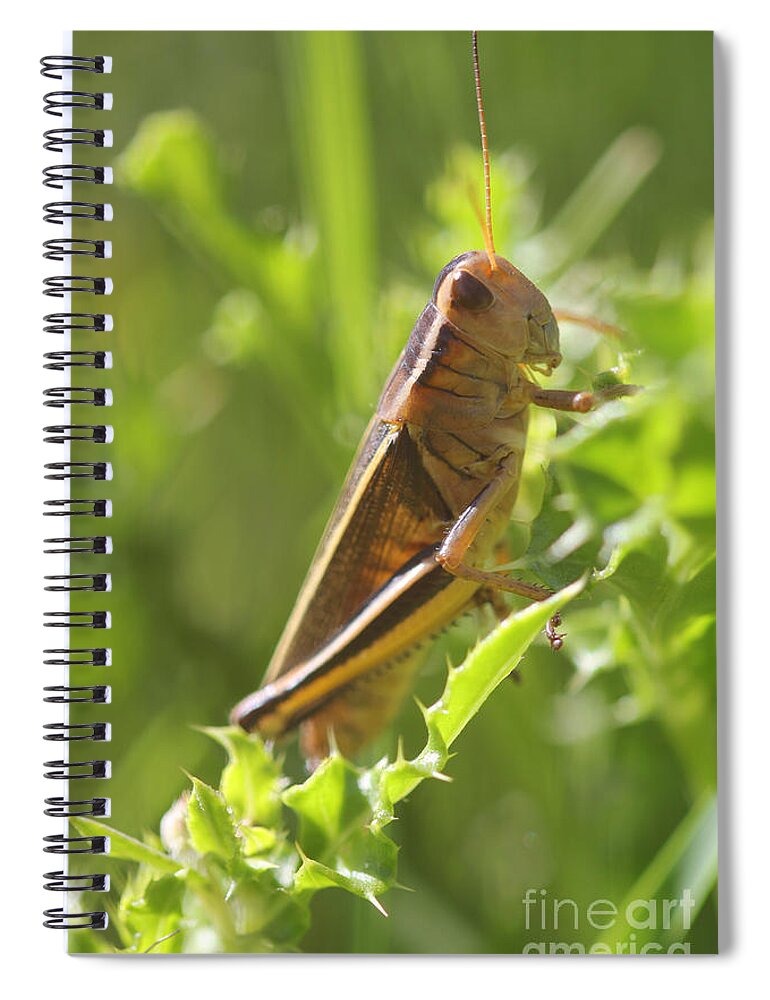 Portrait Spiral Notebook featuring the photograph Grasshopper by Donna L Munro