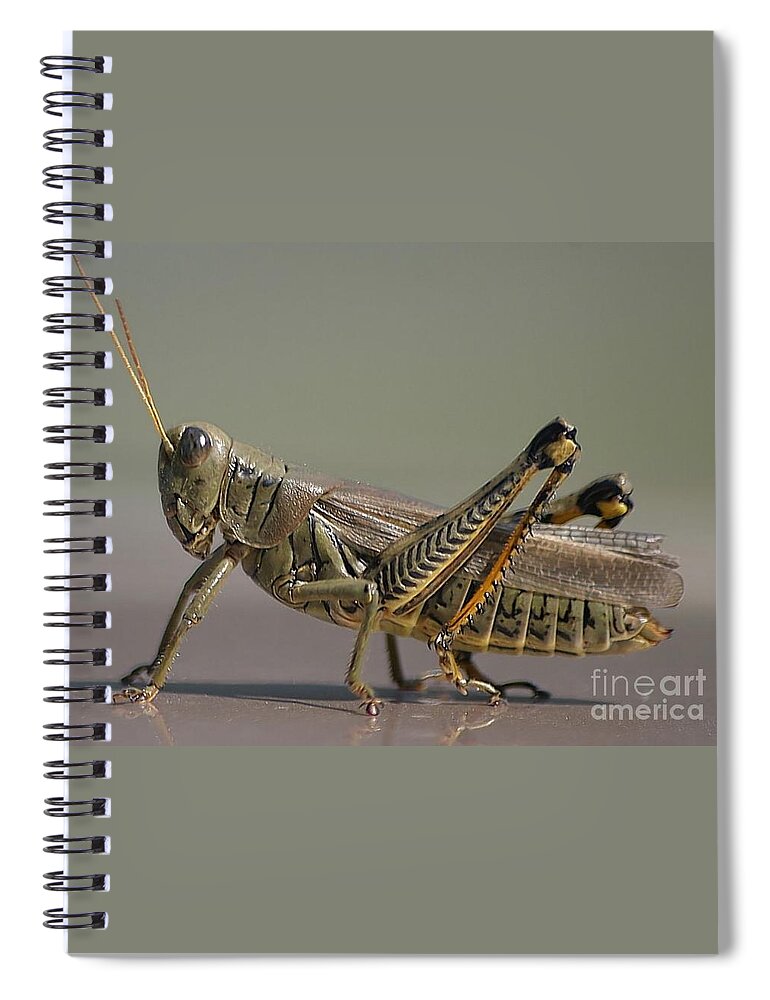 Grasshopper Spiral Notebook featuring the photograph Grasshopper Profile by Living Color Photography Lorraine Lynch
