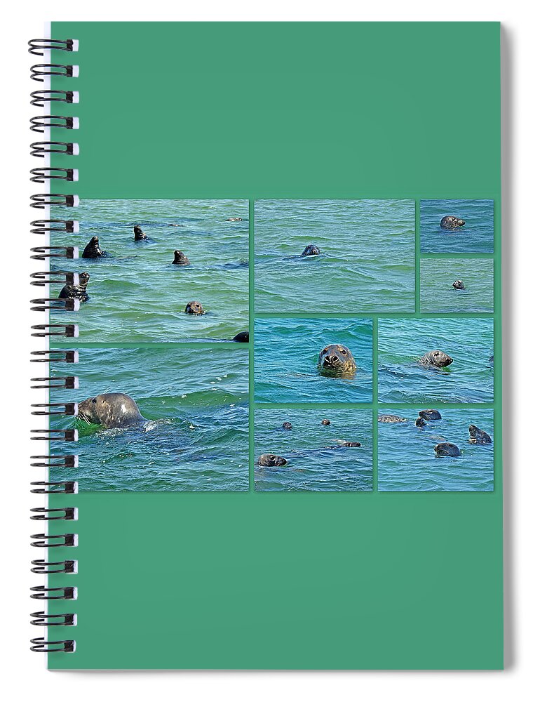 Seals Spiral Notebook featuring the photograph Gray Seals at Chatham - Cape Cod by Carol Senske