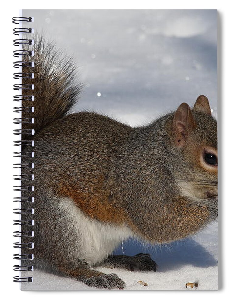 Gray Squirrel Spiral Notebook featuring the photograph Gray Squirrel On Snow by Daniel Reed