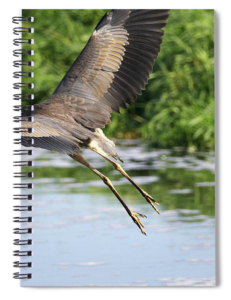 Great Blue Heron Spiral Notebook featuring the photograph Great Blue Heron Escape by Sharon Talson