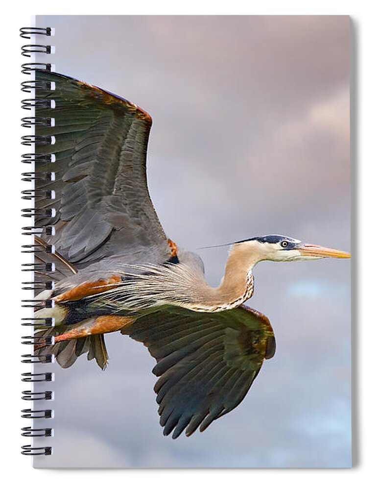 Sky Spiral Notebook featuring the photograph Great Blue Heron in Breeding Plumage by Fred J Lord