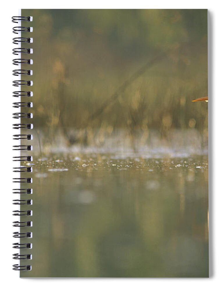 00171449 Spiral Notebook featuring the photograph Great Egret Backlit In Marsh At Sunset by Tim Fitzharris