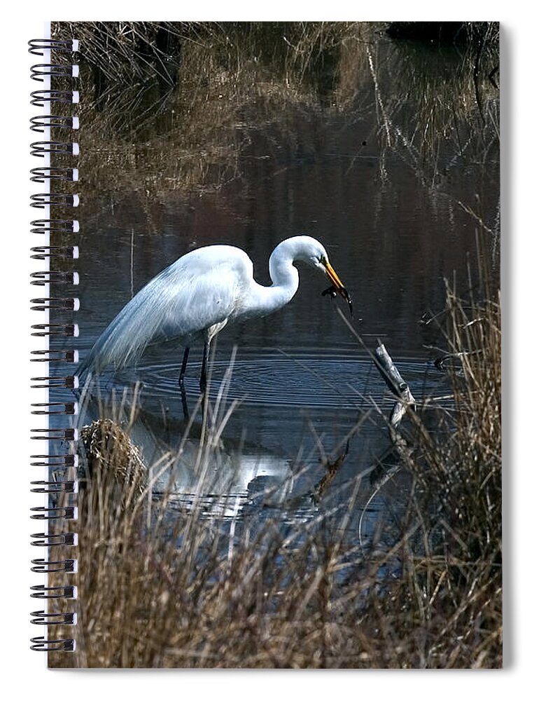 Marsh Spiral Notebook featuring the photograph Great Egret with Fish DMSB0034 by Gerry Gantt