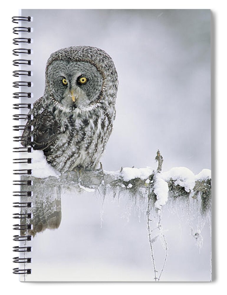 00170496 Spiral Notebook featuring the photograph Great Gray Owl Perching On A Snow by Tim Fitzharris