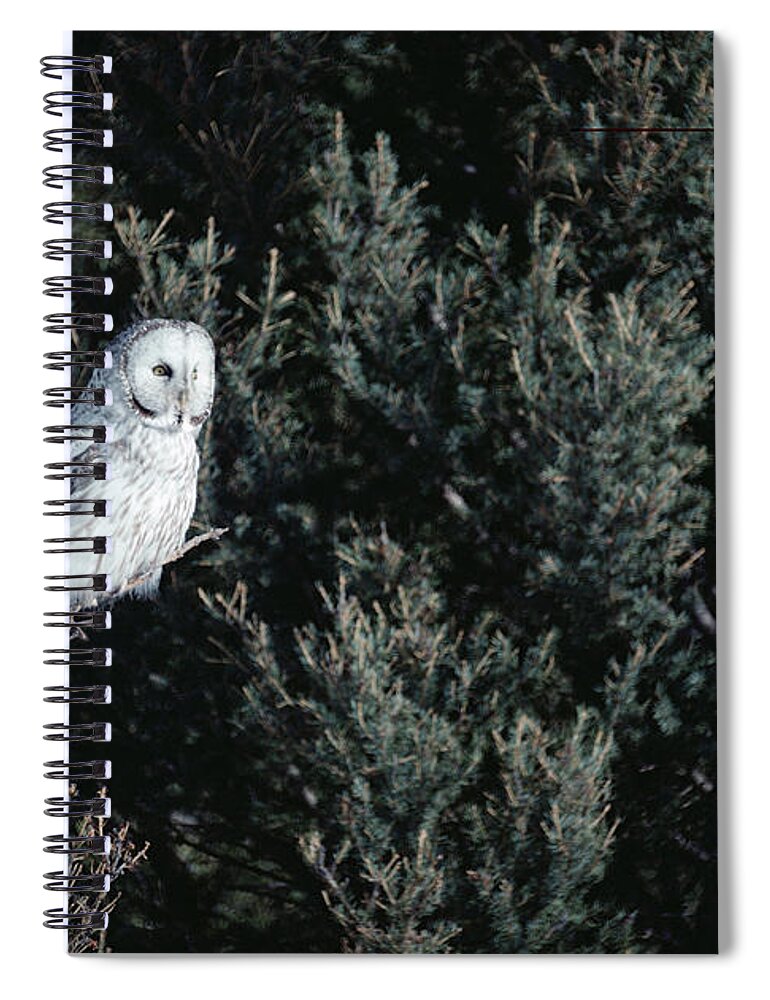 Mp Spiral Notebook featuring the photograph Great Gray Owl Strix Nebulosa In Blonde by Michael Quinton