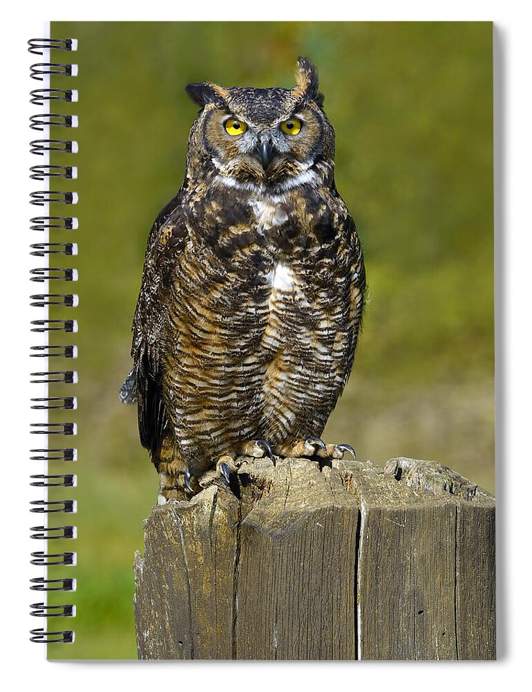 Great Horned Owl Spiral Notebook featuring the photograph Great Horned Owl by Tony Beck