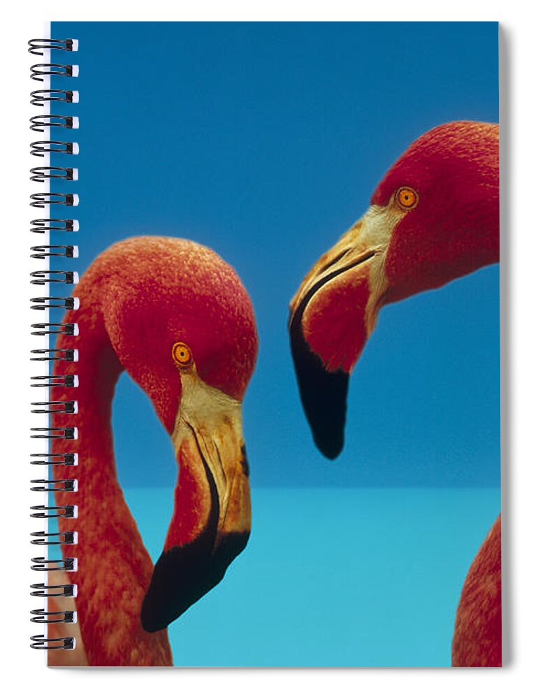 00172310 Spiral Notebook featuring the photograph Greater Flamingo Courting Pair by Tim Fitzharris