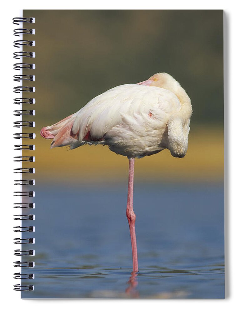 Mp Spiral Notebook featuring the photograph Greater Flamingo Phoenicopterus Ruber by Tim Fitzharris