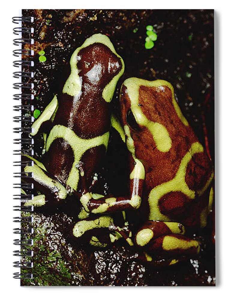 Mp Spiral Notebook featuring the photograph Green And Black Poison Dart Frog by Mark Moffett