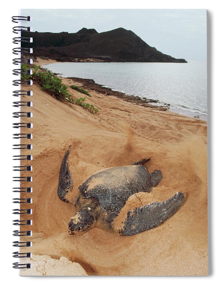 Mp Spiral Notebook featuring the photograph Green Sea Turtle Chelonia Mydas Female by Tui De Roy