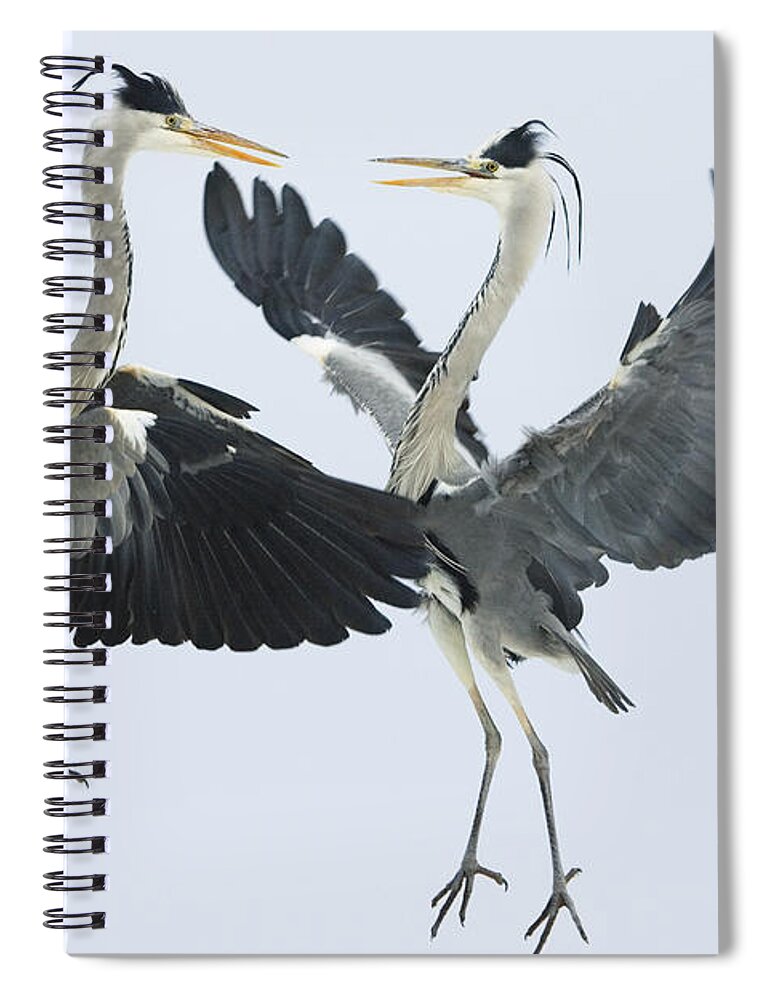 Mp Spiral Notebook featuring the photograph Grey Heron Ardea Cinerea Pair Fighting by Konrad Wothe