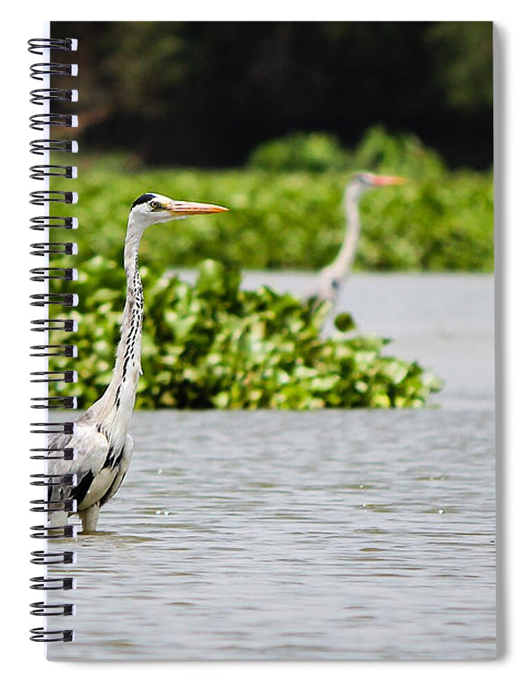 Grey Heron Spiral Notebook featuring the photograph Grey Heron by SAURAVphoto Online Store