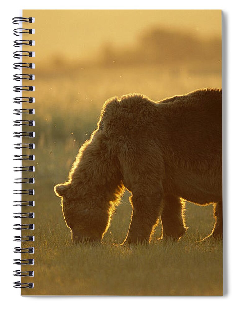 00761049 Spiral Notebook featuring the photograph Grizzly Bear Foraging At Sunset Katmai by Suzi Eszterhas