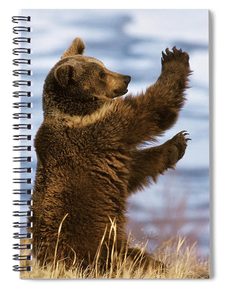 Mp Spiral Notebook featuring the photograph Grizzly Bear Ursus Arctos Horribilis by Konrad Wothe
