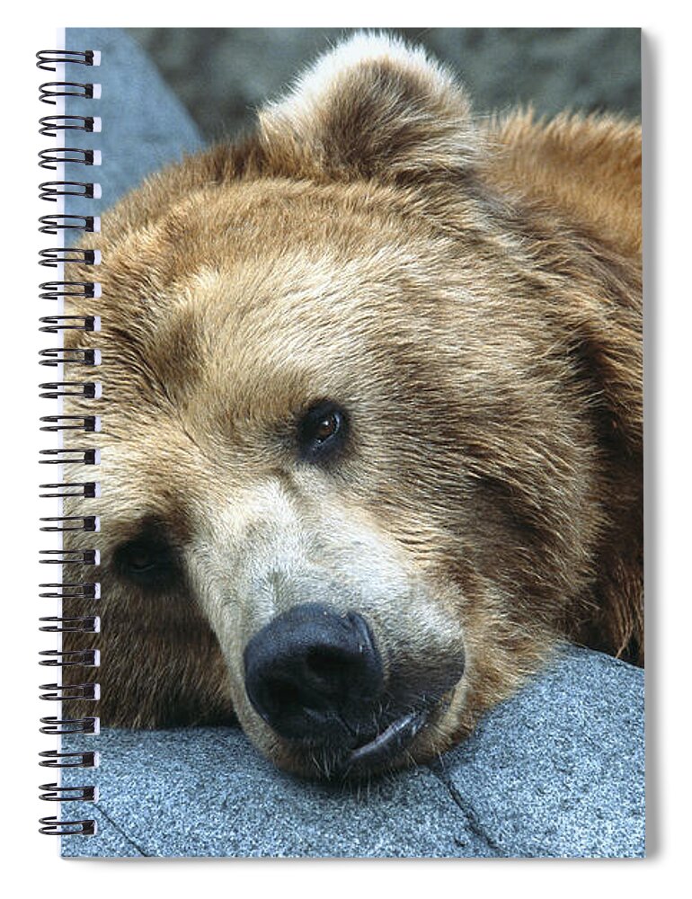 Bear Spiral Notebook featuring the photograph Grizzly Bear Ursus Arctos Horribilis by San Diego Zoo
