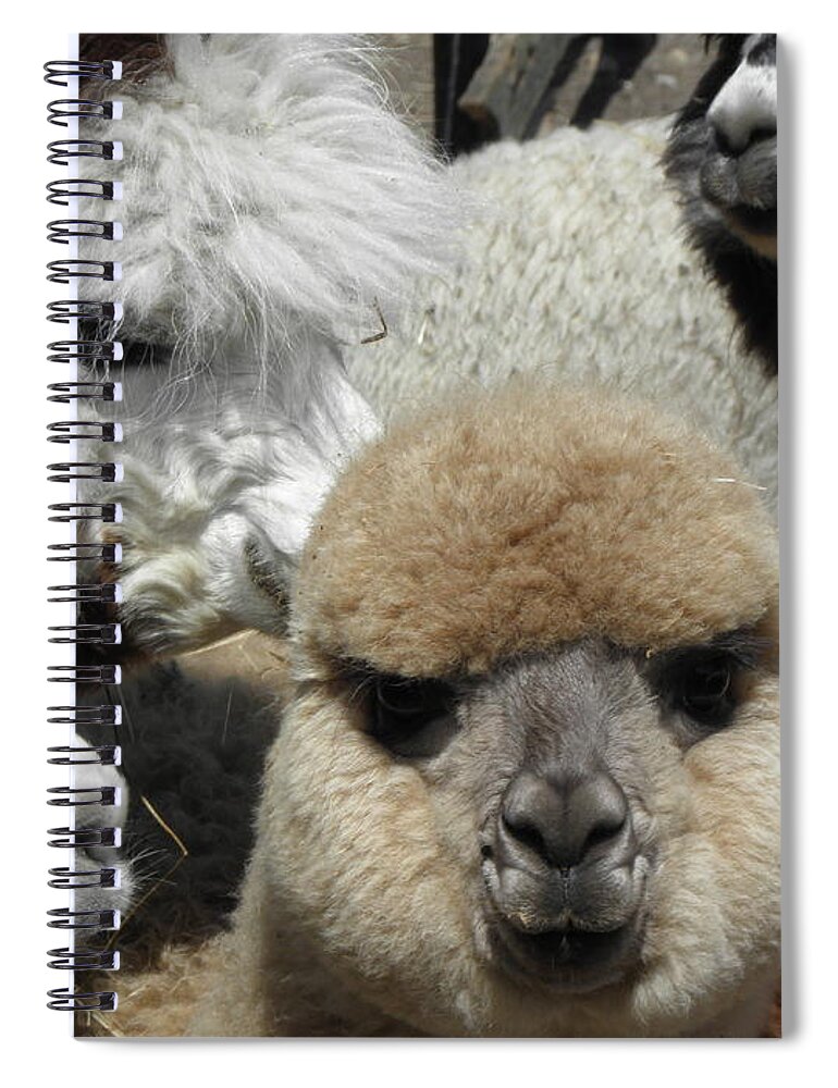 Alpaca Spiral Notebook featuring the photograph Group hug by Kim Galluzzo