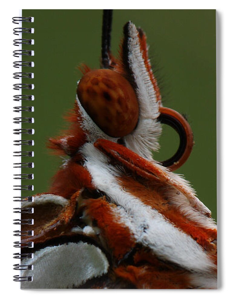 Agraulis Vanillae Spiral Notebook featuring the photograph Gulf Fritillary Butterfly Portrait by Daniel Reed