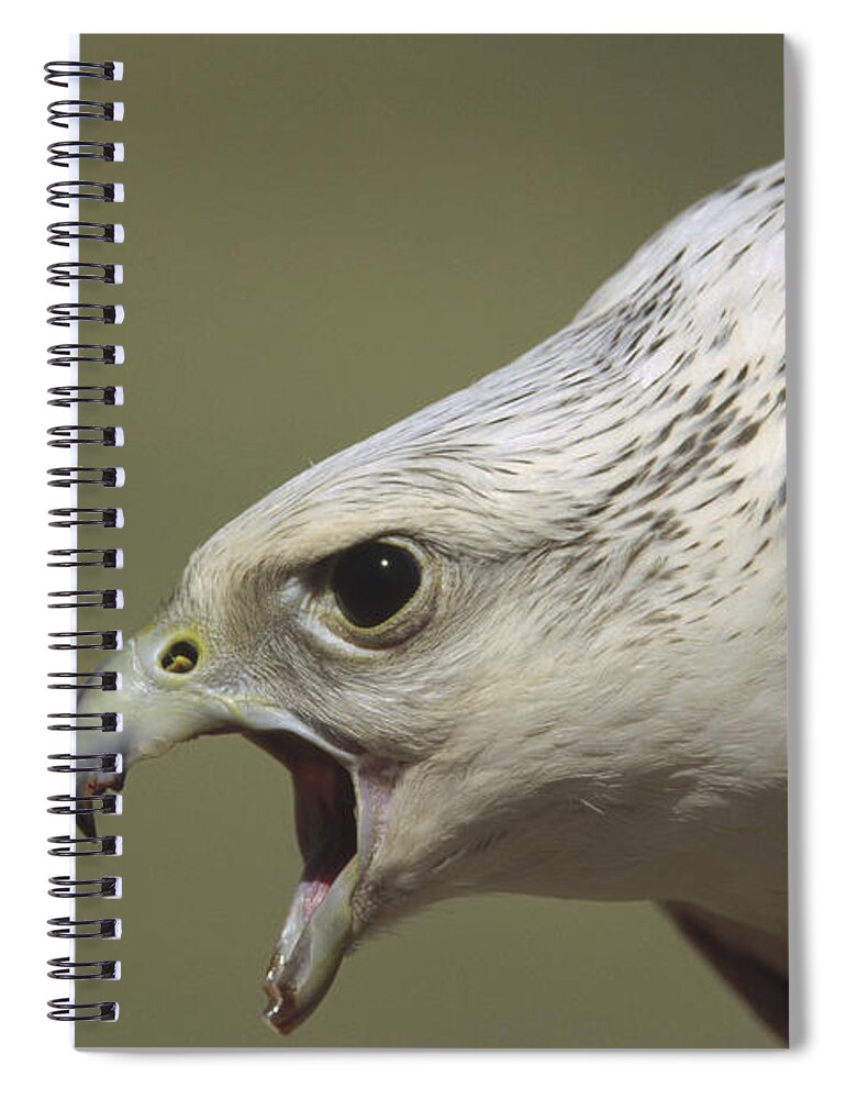 Mp Spiral Notebook featuring the photograph Gyrfalcon Falco Rusticolus Adult Female by Konrad Wothe