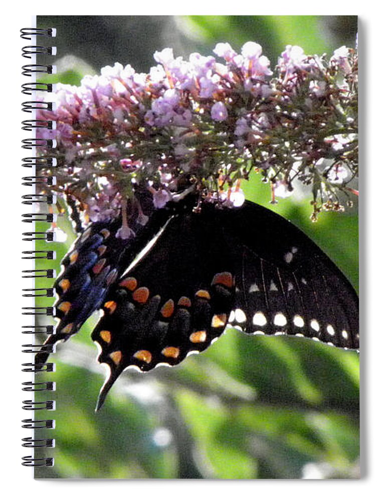 Butterfly Spiral Notebook featuring the photograph Hangin On by Kim Galluzzo