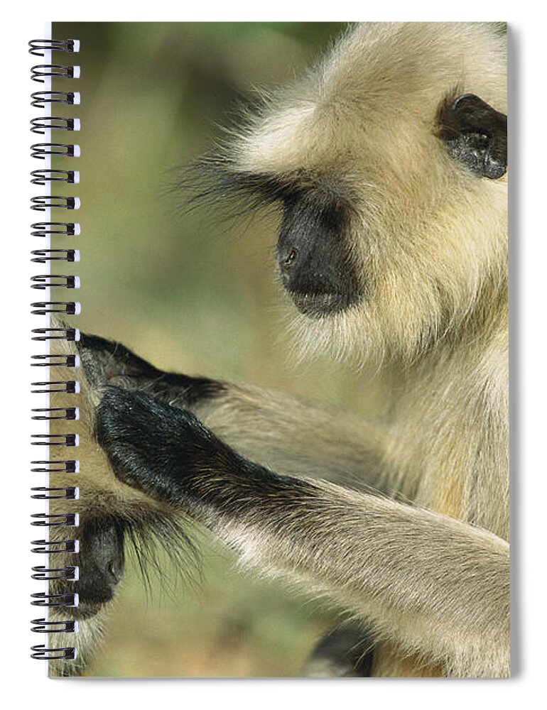 00620106 Spiral Notebook featuring the photograph Hanuman Langurs Grooming India by Cyril Ruoso