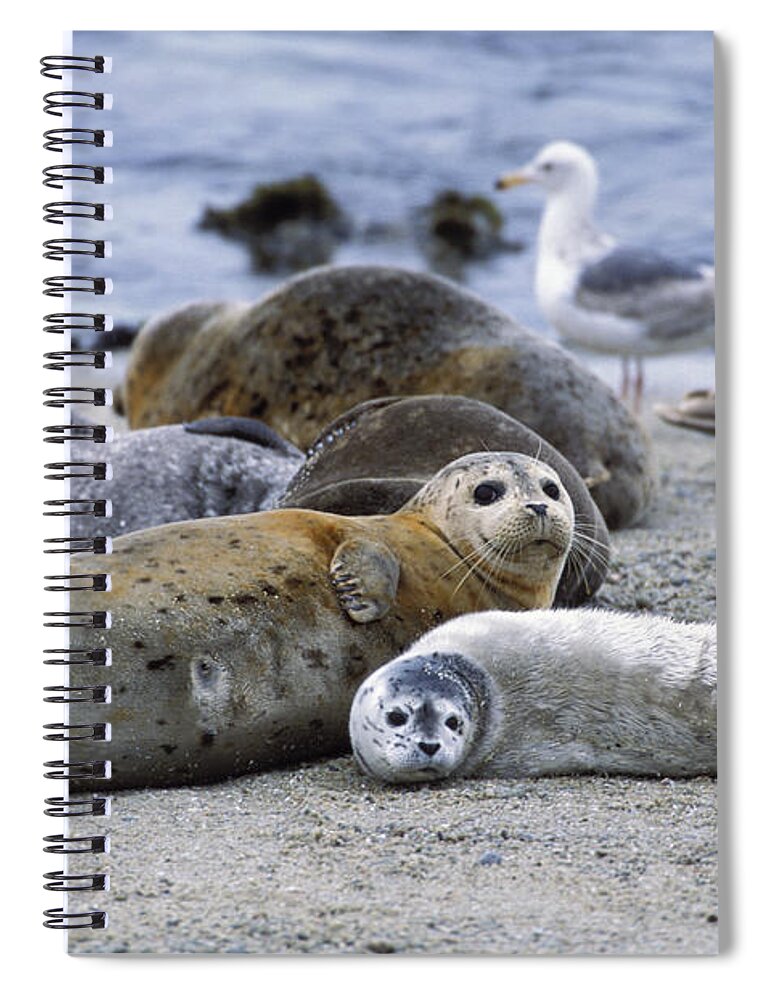 00761094 Spiral Notebook featuring the photograph Harbor Seal And Young Pup by Suzi Eszterhas